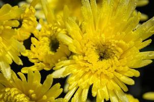 cerrar flores amarillas de crisantemo morifolium foto