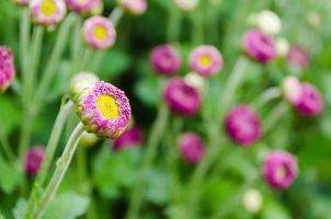 Flowers bud of Magenta chrysanthemum photo