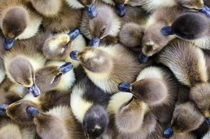 Ducklings for sale photo