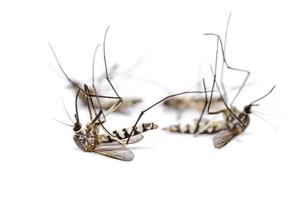 Dead mosquito group isolated on white background photo
