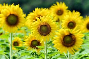 Sunflower or Helianthus Annuus in the farm photo