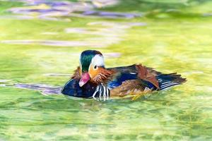 Male Mandarin Duck photo