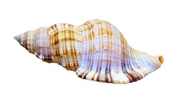 Shell of sea snail photo