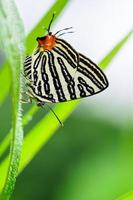 Club Silverline or Spindasis syama terana butterfly resting on a leaf of grass