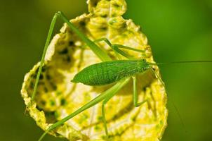 grillo de arbusto moteado leptophyes punctatissima foto