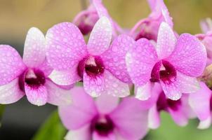 Dendrobium orchid hybrids is white and pink stripes photo