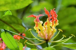 Gloriosa Superba or Climbing Lily flower photo