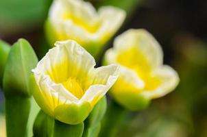 Yellow flower of Limnocharis flava photo