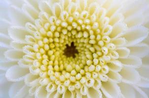 Close up white Chrysanthemum Morifolium flower photo