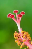 Red carpel of the Hibiscus flowers photo