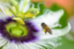 Blur background bee flying over flower photo