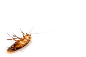 Close up cockroach dead on white background photo