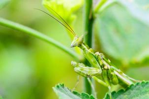 Jeweled Flower Mantis or Indian Flower Mantis photo