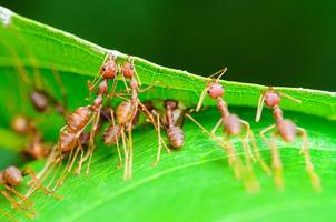 Teamwork of Weaver Ant photo