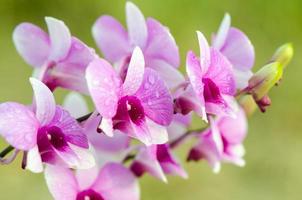 Dendrobium orchid hybrids is white and pink stripes photo