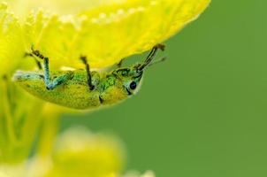 Green Weevil or Hypomeces Squamosus photo