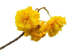 Yellow flowers of Cochlospermum Regium on white background photo