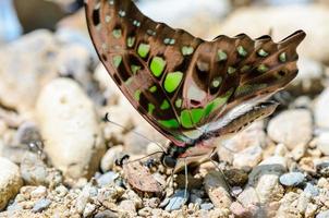 Cerrar cola jay mariposa con manchas verdes en las alas foto