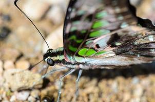 Cerrar cola jay mariposa con manchas verdes en las alas foto