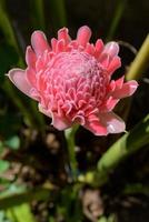 Torch Ginger, Etlingera elatior photo