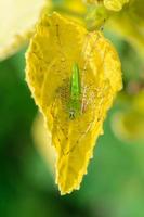 Green Lynx Spider is a conspicuous bright-green spider found on plant leaves photo