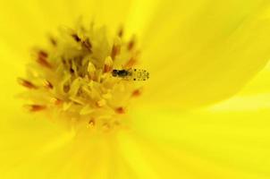 Tiny insects forage on yellow pollen photo