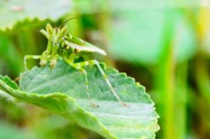 Jeweled Flower Mantis or Indian Flower Mantis photo