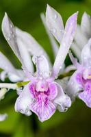 Dendrobium orchid hybrids is white with pink stripes. photo