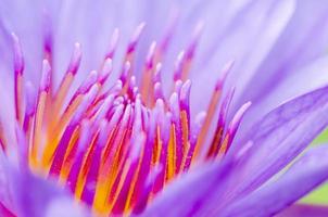 macro polen de loto morado nymphaea nouchali foto