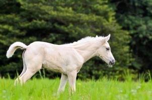 White horse foal in green grass photo