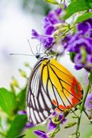 mariposa colorida jezabel pintada foto