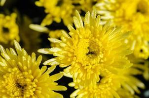 cerrar flores amarillas de crisantemo morifolium foto