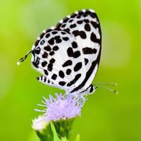 Cerrar pequeña mariposa blanca pierrot común foto