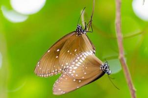 kaiser negro mariposa penthema binghami foto