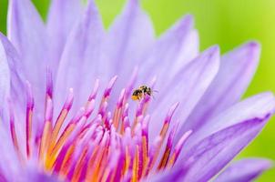 macro insecto y polen de loto púrpura nymphaea nouchali foto