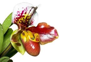 zapatilla, orquídea, paphiopedilum, flores exóticas, aislado, blanco foto