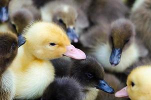 Gosling and ducklings for sale photo