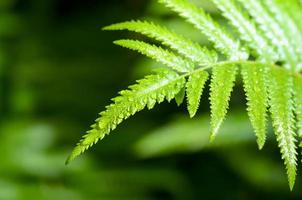 Rain drops on fern leaf photo