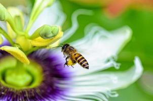 Bee flying over flowers photo