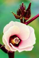 Jamaica Sorrel or Hibiscus Sabdariffa flower photo