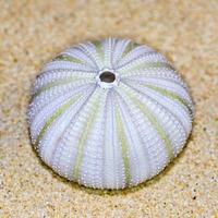 Shell of Sea Urchin or urchin photo