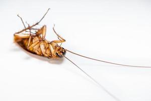 Cerrar cucaracha muerta sobre fondo blanco. foto