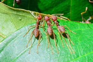 Teamwork of Weaver Ant photo