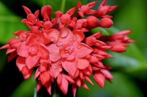 Red flower of West Indian Jasmine, Ixora chinensis Lamk photo