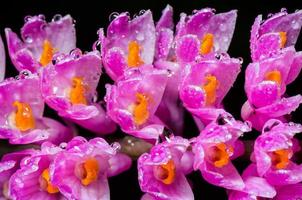 flor rosada de la orquídea del cepillo de dientes foto