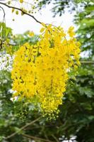 purga de flores de cassia o ratchaphruek, fístula de cassis foto