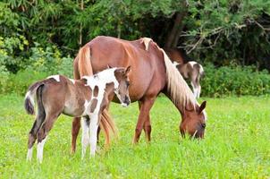 Mare and foal with brown white photo