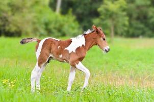 Cute baby horse walking in the meadow photo