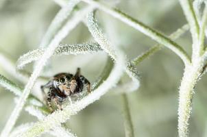 araña saltadora escondida en raíces aéreas de musgo español foto