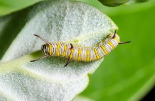 Caterpillar on a Calotropis photo